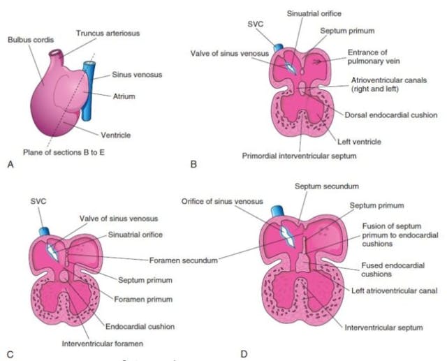 Pro-abortion authors are still lying about prenatal heartbeats. Here’s the truth. image