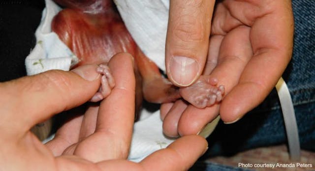 Photo courtesy Ananda Peters Photo courtesy Ananda Peters