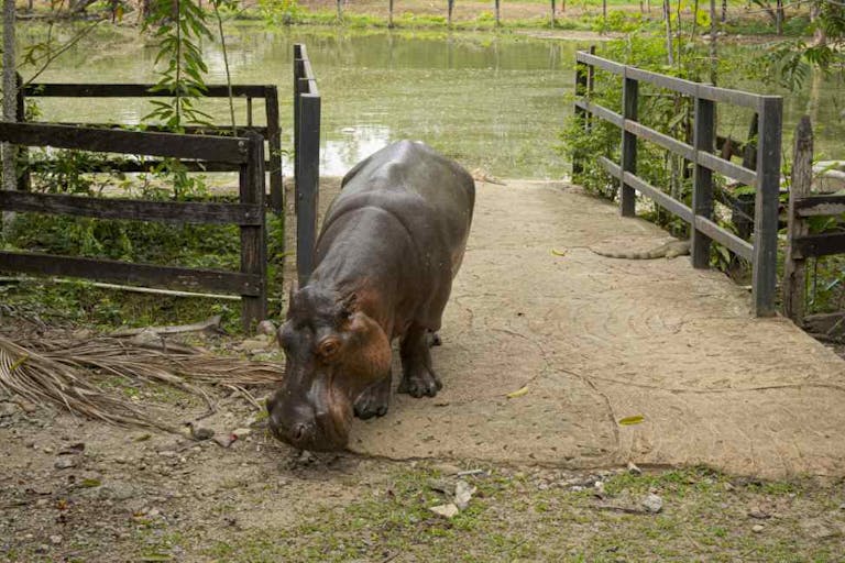 Escobar’s “Cocaine Hippos.”