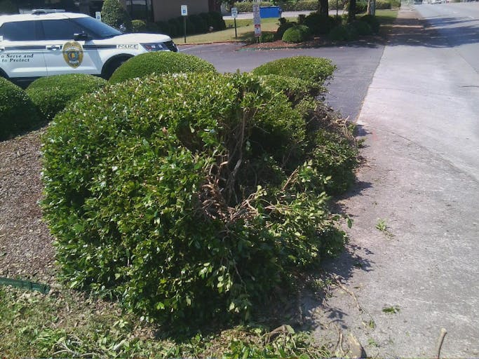 shredded bush