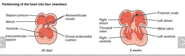 Popular Science claims ‘the embryo has no heart.’ That’s not science. image