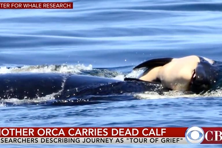 orca mother grieves dead calf