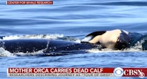 orca mother grieves dead calf