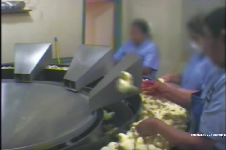 COK Investigation- Cal-Cruz Hatcheries