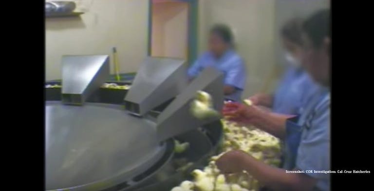 COK Investigation- Cal-Cruz Hatcheries