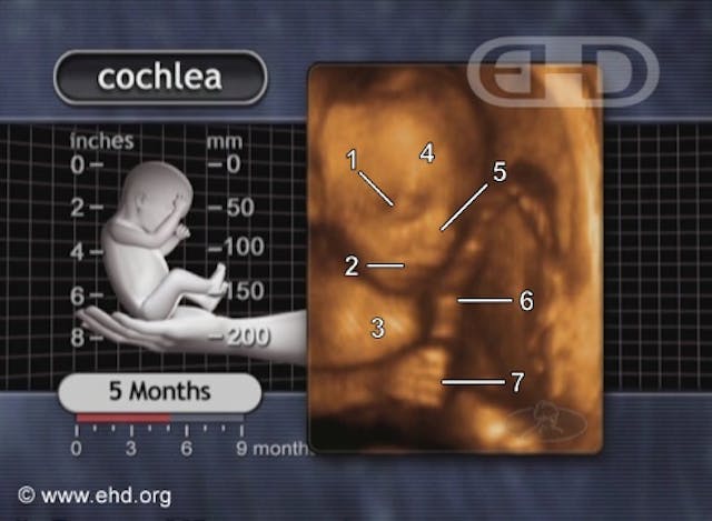 holding-the-umbilical-cord