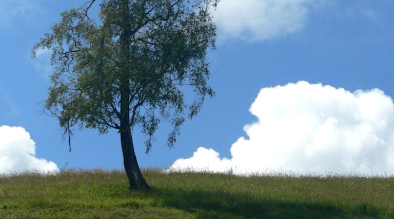 tree