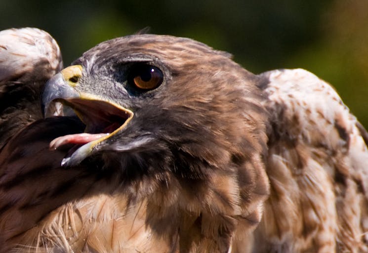 red tailed hawk
