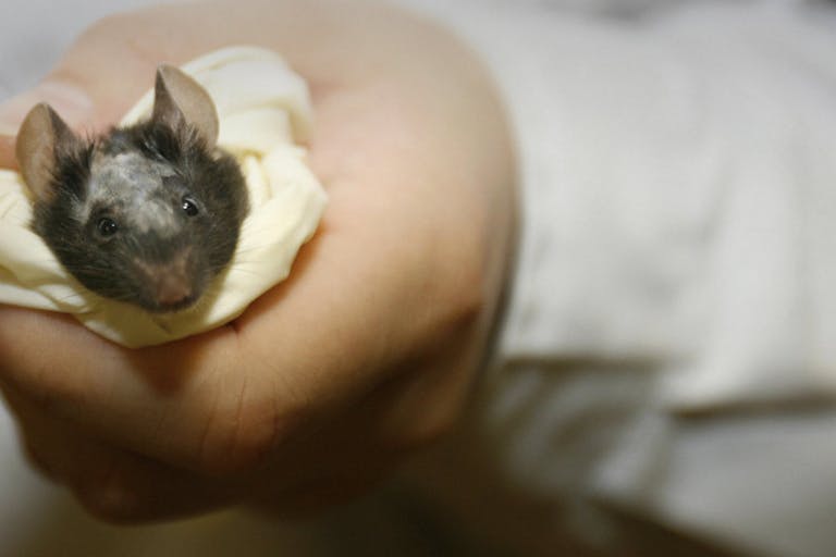 beijing, CHINA: A labatory technician holds a lab mouse before operating on it as part of a stem cell research programme at the National Institute of Biological Sciences in Zhongguancun Science Park in Beijing 26 May 2006. Zhongguancun has China's highest concentration of scientific and technological institutions and corporations dubbed China's 'Silicon Valley' as China's high-tech industries gather pace. AFP PHOTO/Peter PARKS. (Photo credit should read PETER PARKS/AFP via Getty Images) A labatory technician holds a lab mouse