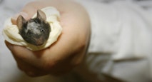 A labatory technician holds a lab mouse