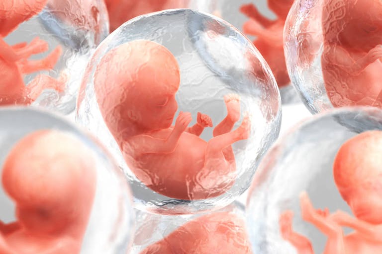 Human embryos Rendering of multiple human embryos