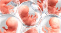 Rendering of multiple human embryos