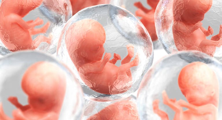 Rendering of multiple human embryos