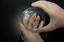 Close up Personal perspective of woman with latex gloves holding a petri dish with five small plastic baby dolls