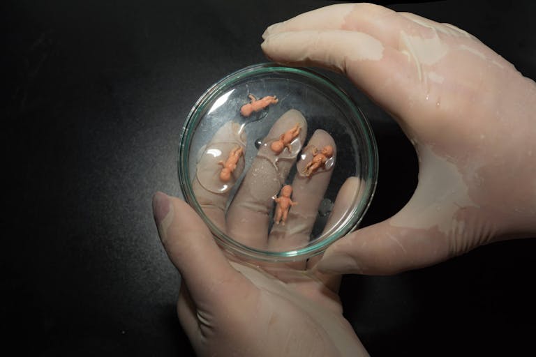 Close up Personal perspective of woman with latex gloves holding a petri dish with five small plastic baby dolls