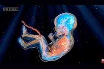 Screenshot from Live Action Beyond Ultrasound video. Image shows the circulatory system of a preborn child in the womb.