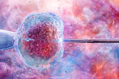 Illustration showing the process of artificial insemination or in vitro fertilisation (IVF). A sperm cell is injected directly into a human egg cell using a microneedle under laboratory conditions