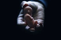 A close up of a woman's hand holding model of a 12 week old fetus.