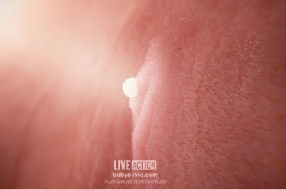 Implantation (one week after fertilization)