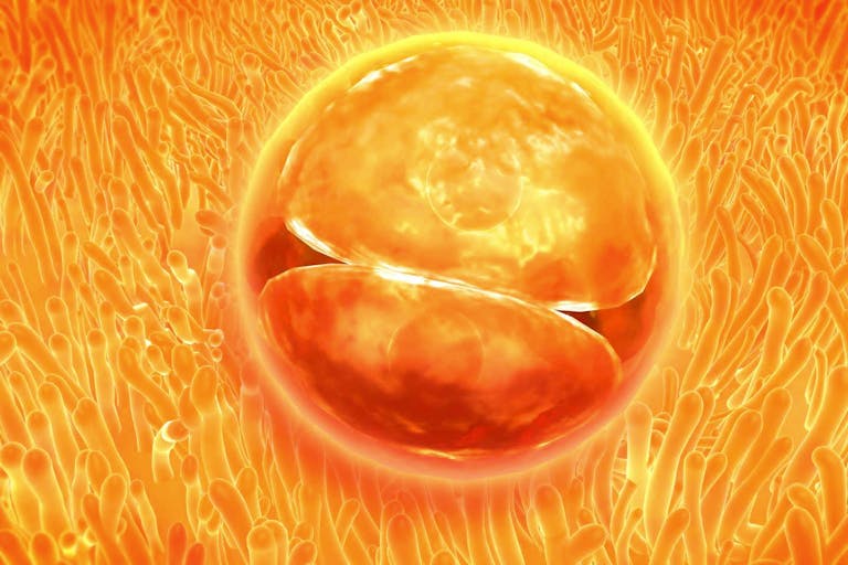 Embryo development 24-36 hours after fertilization.