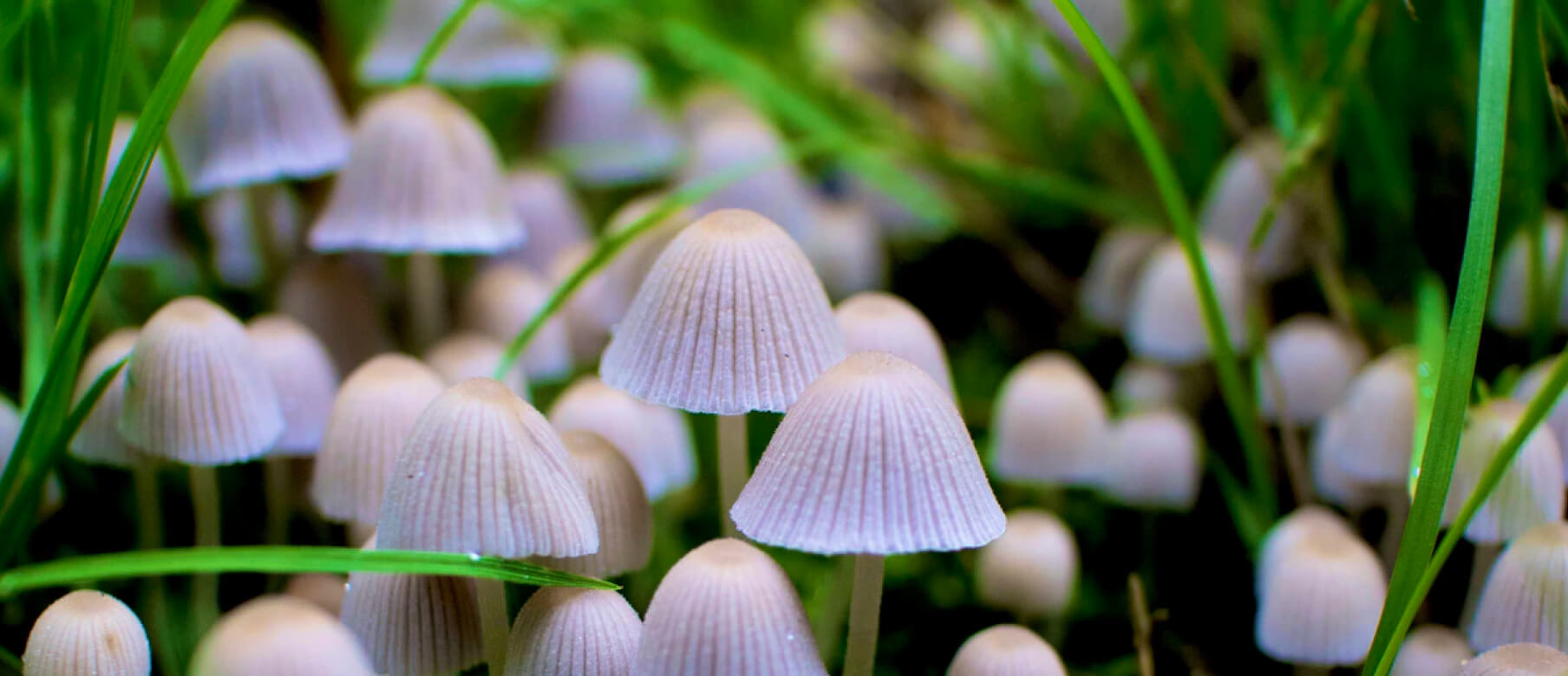 psilocybin mushrooms