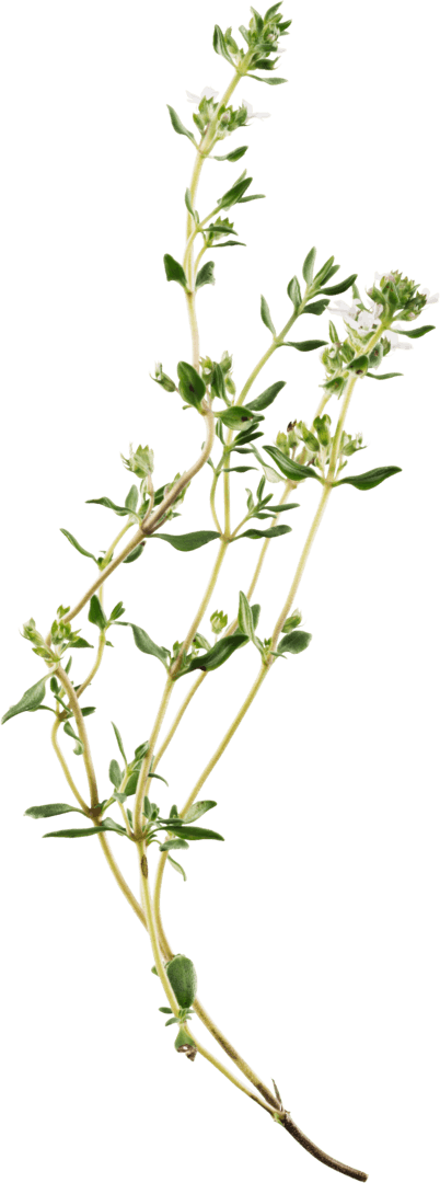 Thymian