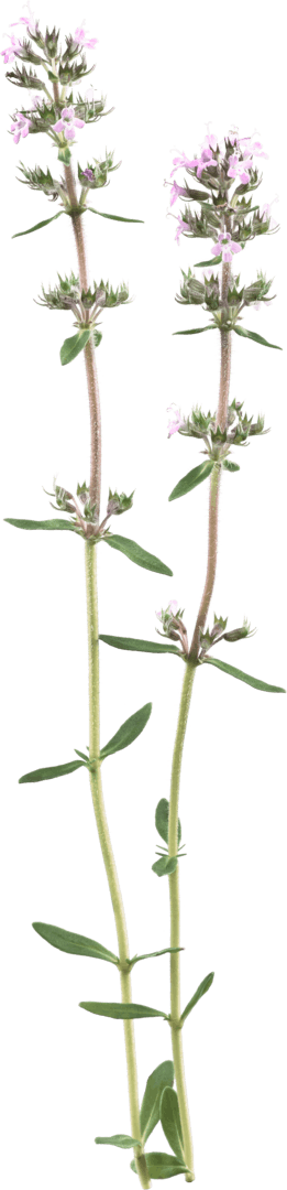 Wild thyme