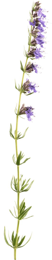 Hyssop
