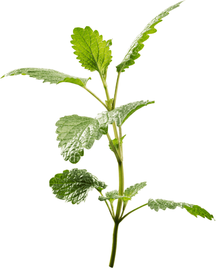 Lemon balm