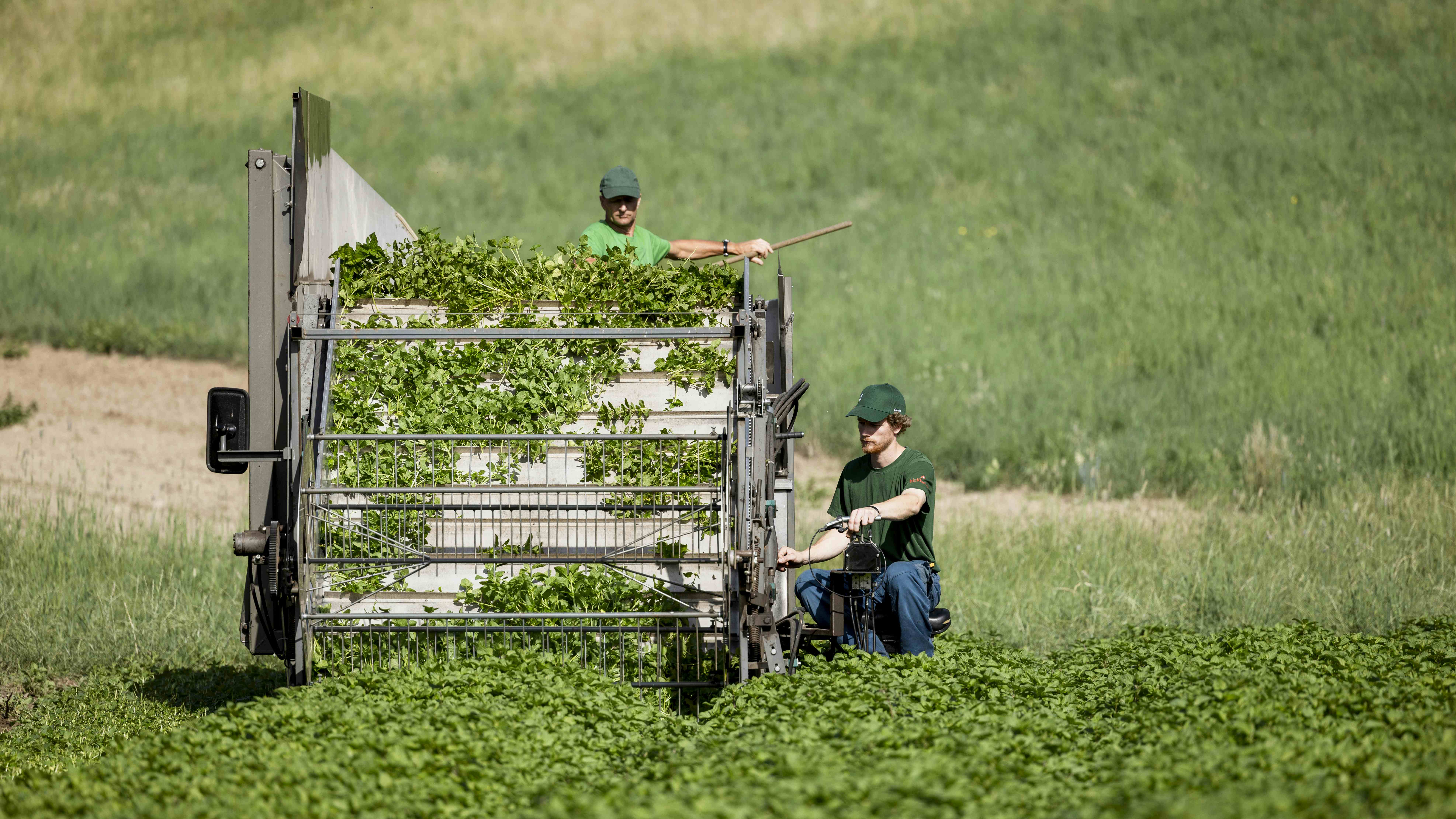 Zwei Arbeiter bedienen eine Erntemaschine auf einem grünen Feld und ernten Blattgemüse.