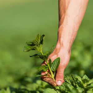 Kräuterernte in der Schweiz