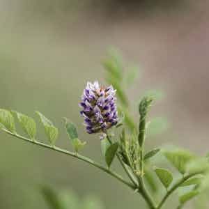 Pianta di liquirizia