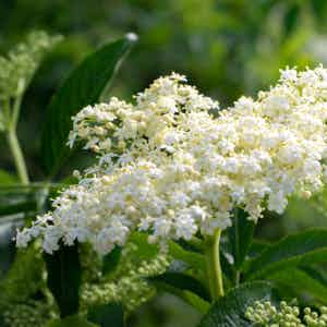 elderflower plant with white flowers