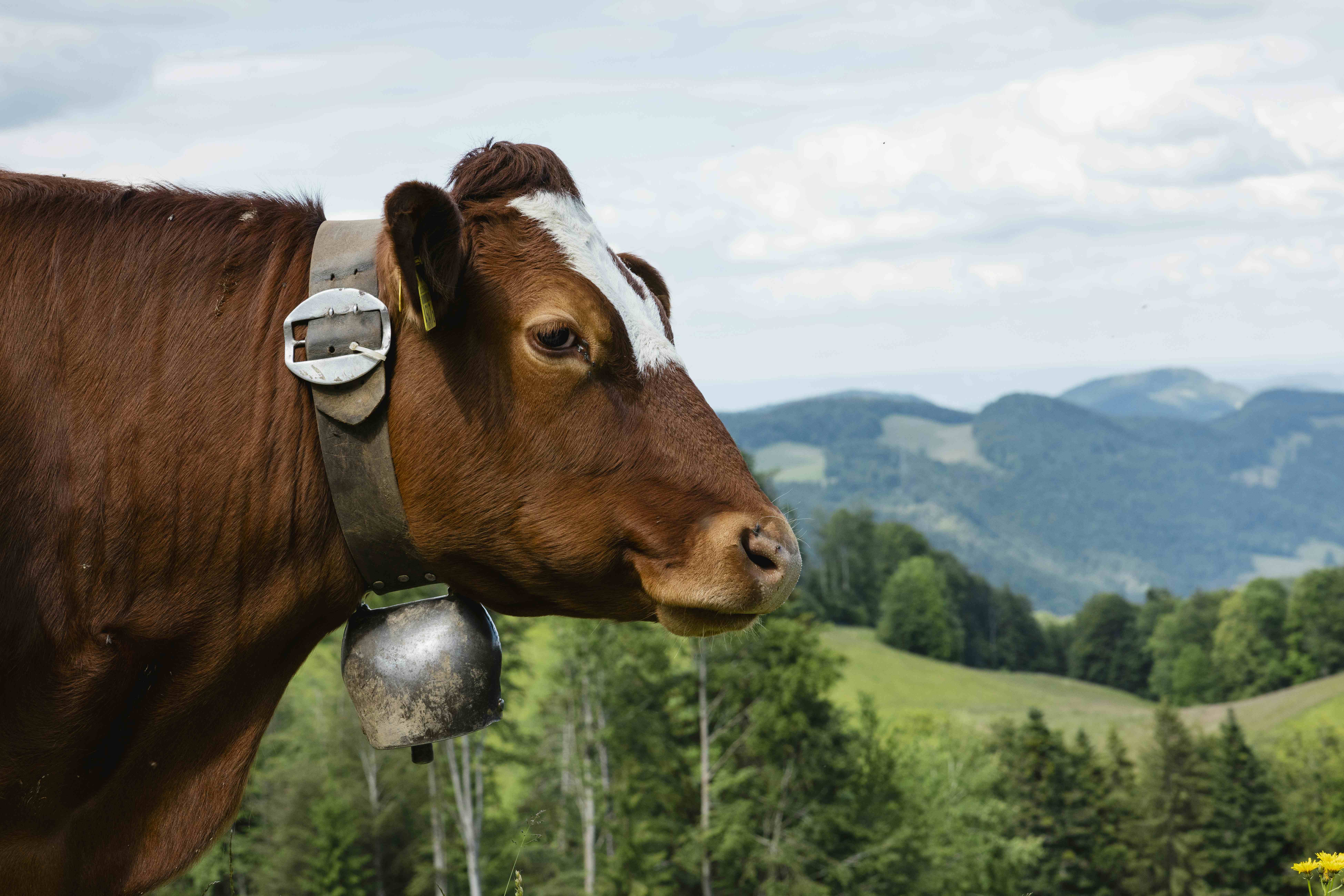 Herb Garden Trogberg