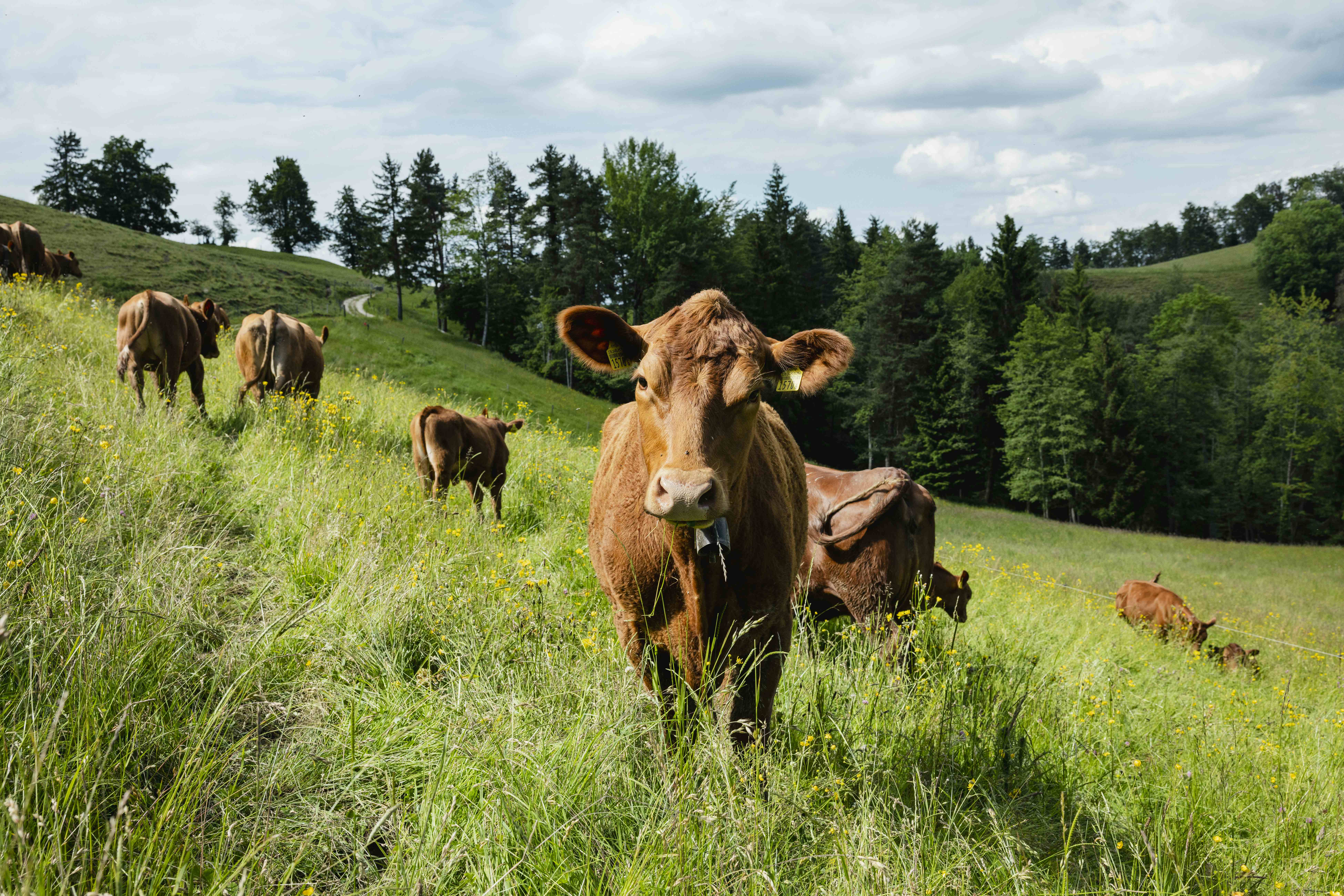 Herb Garden Trogberg