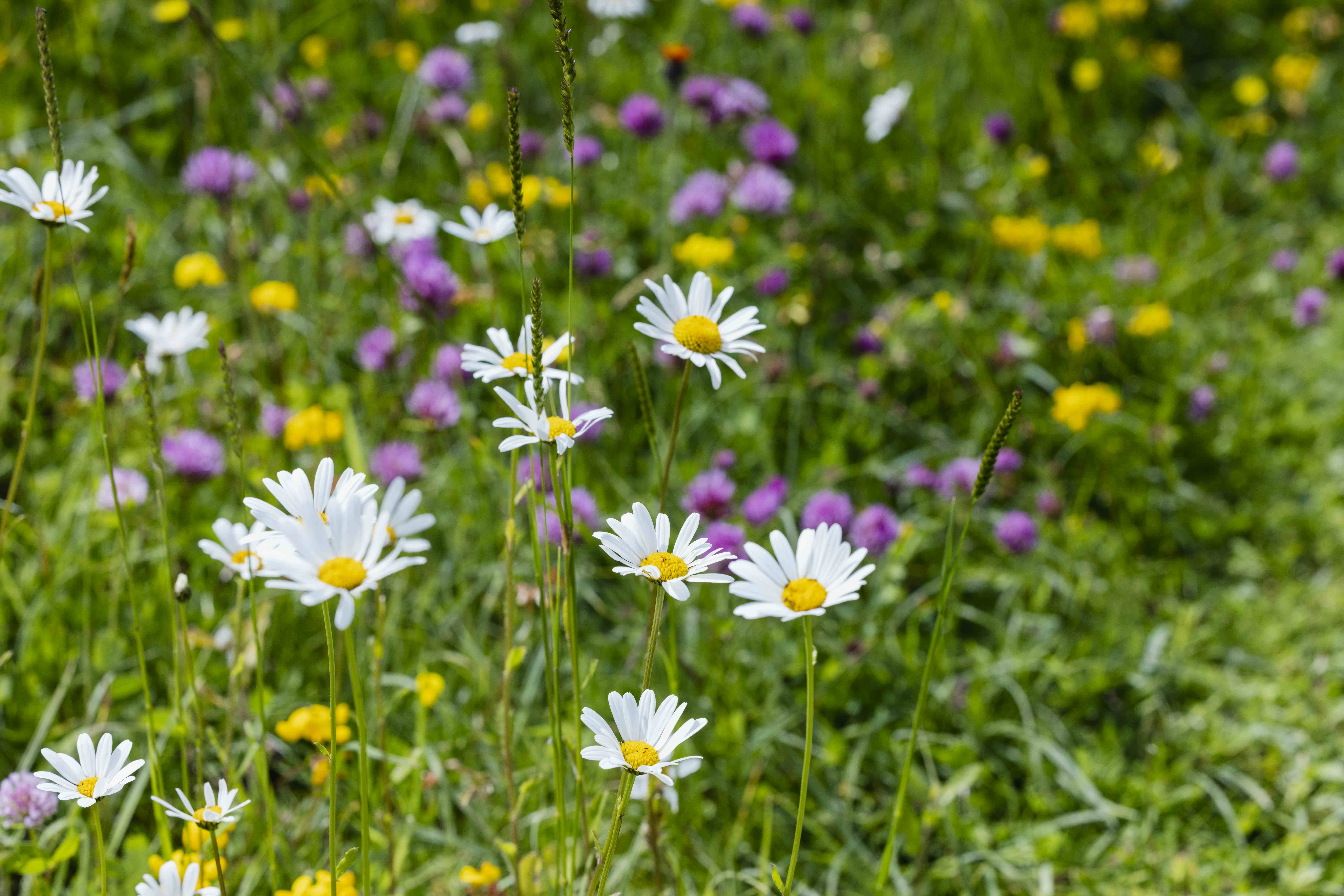 Herb Garden Trogberg