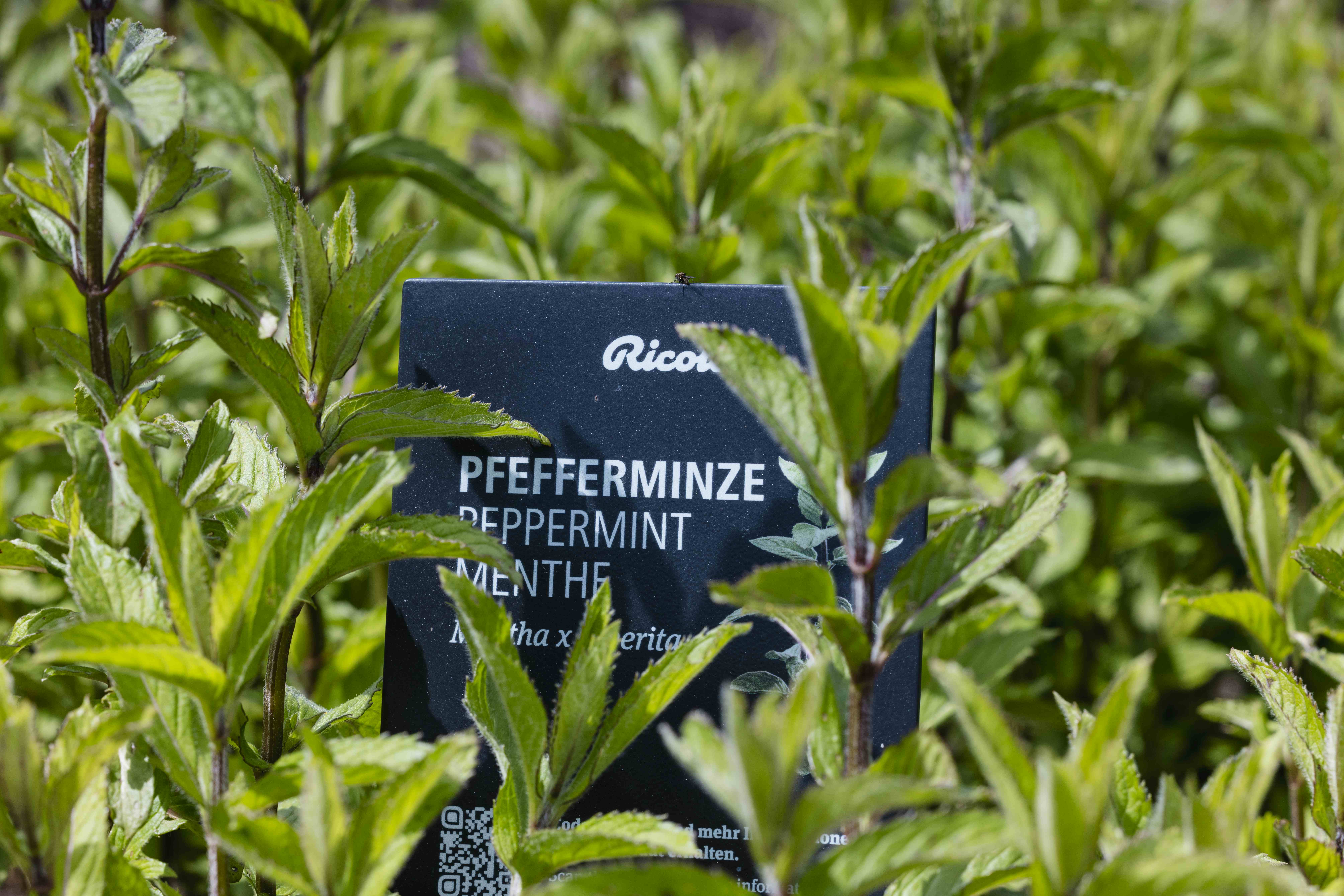 Herb Garden Trogberg