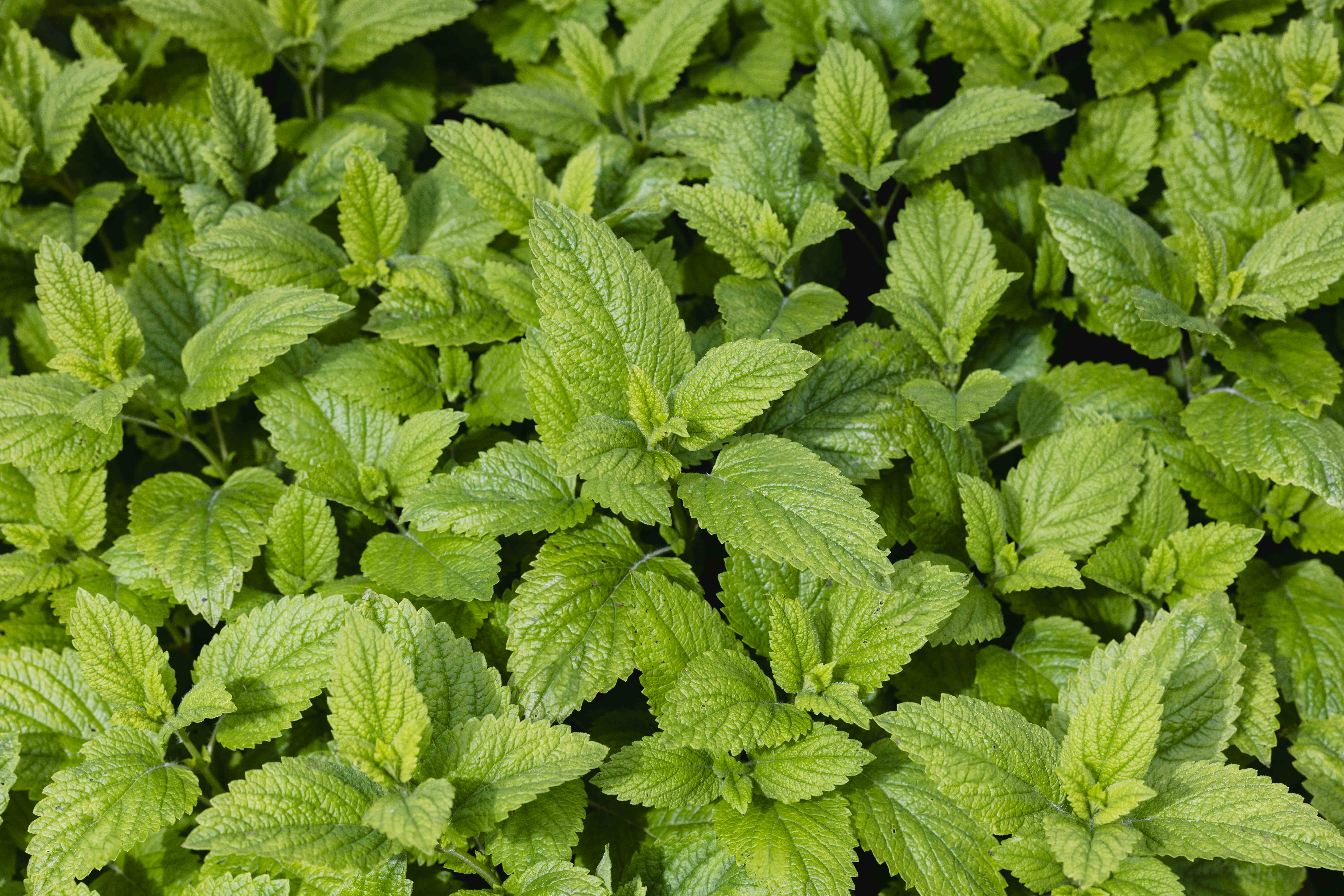 Lemon Balm