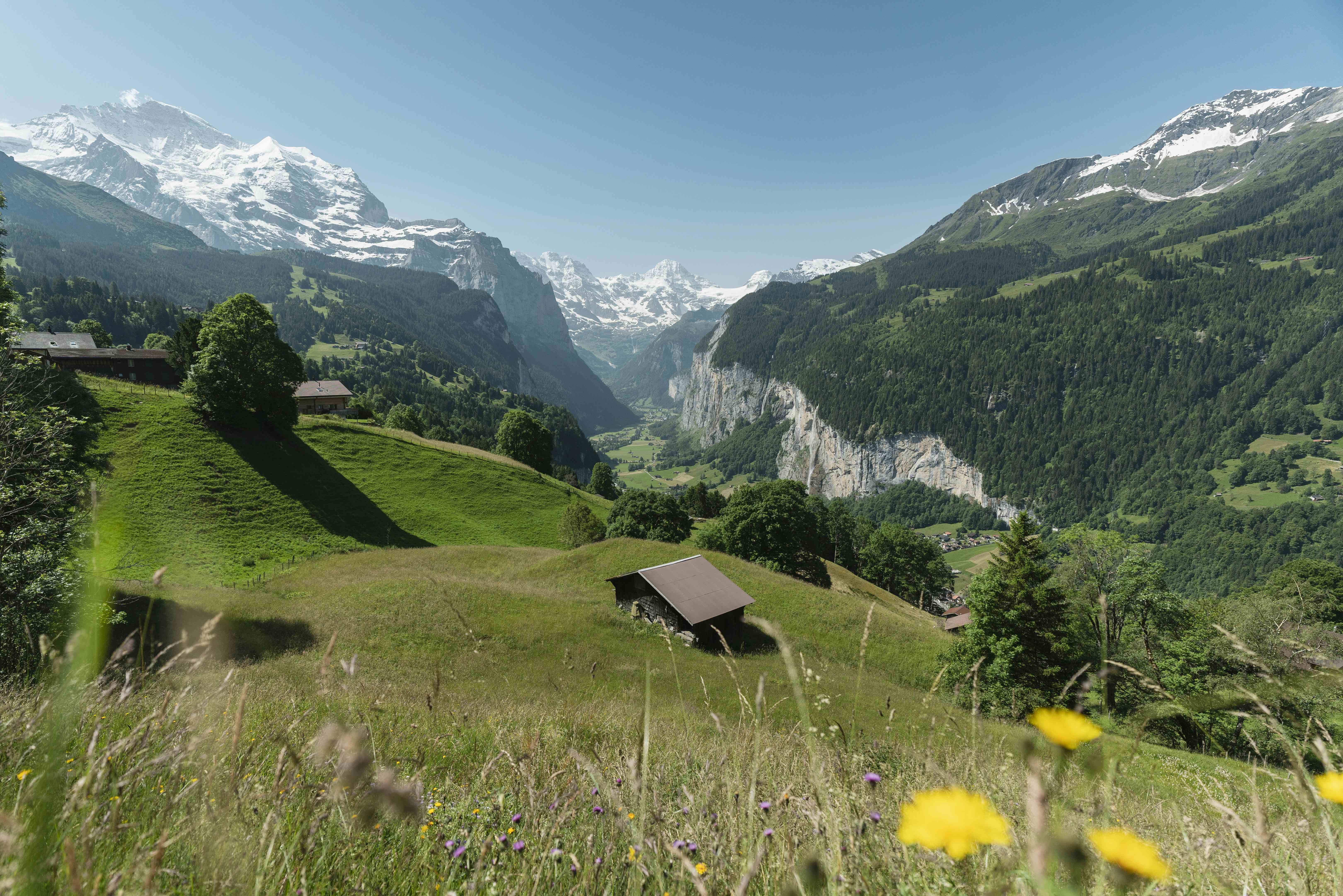 Mallow Is One Of Our 13 Swiss Alpine Herbs | Ricola