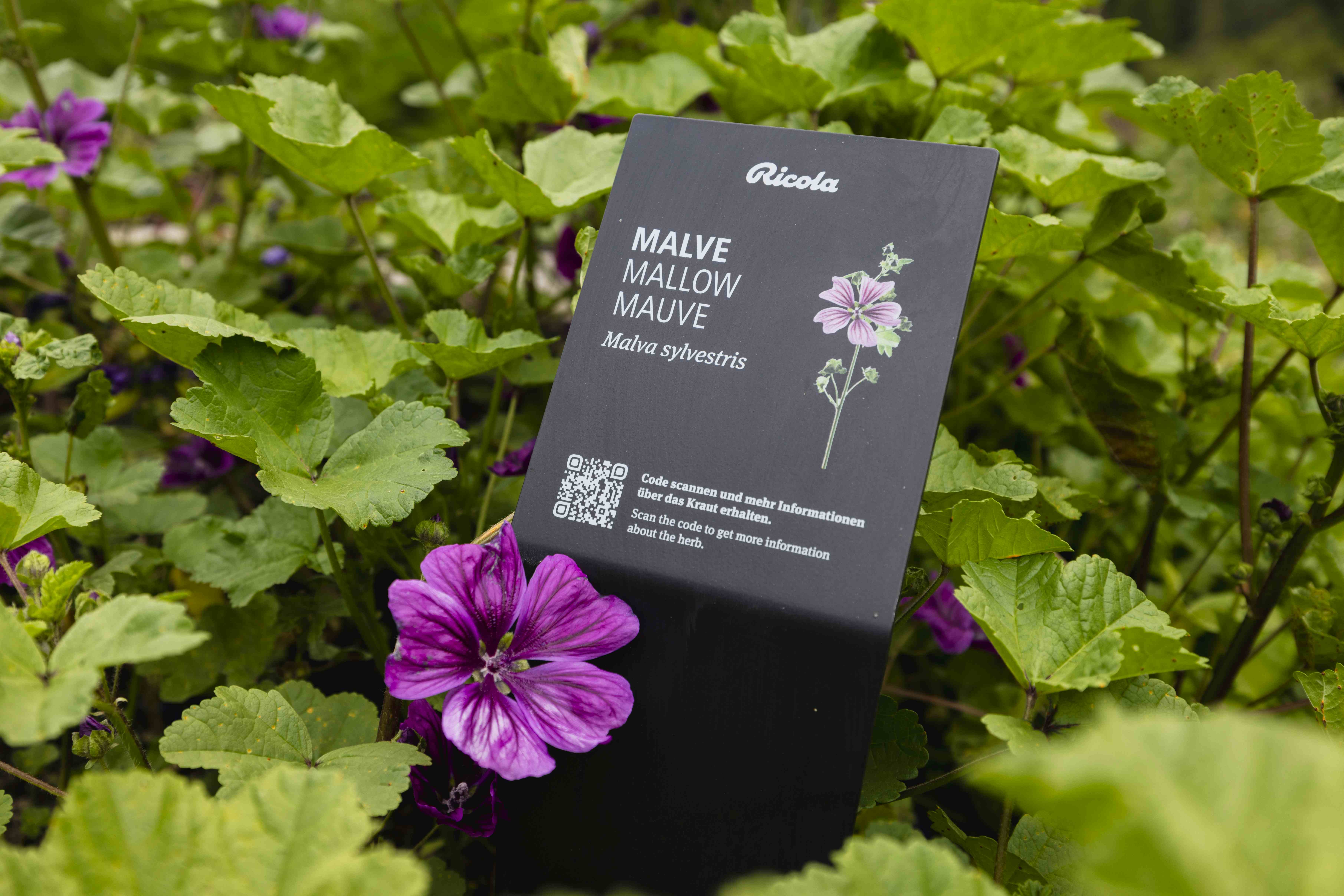 Kräutergarten Zermatt