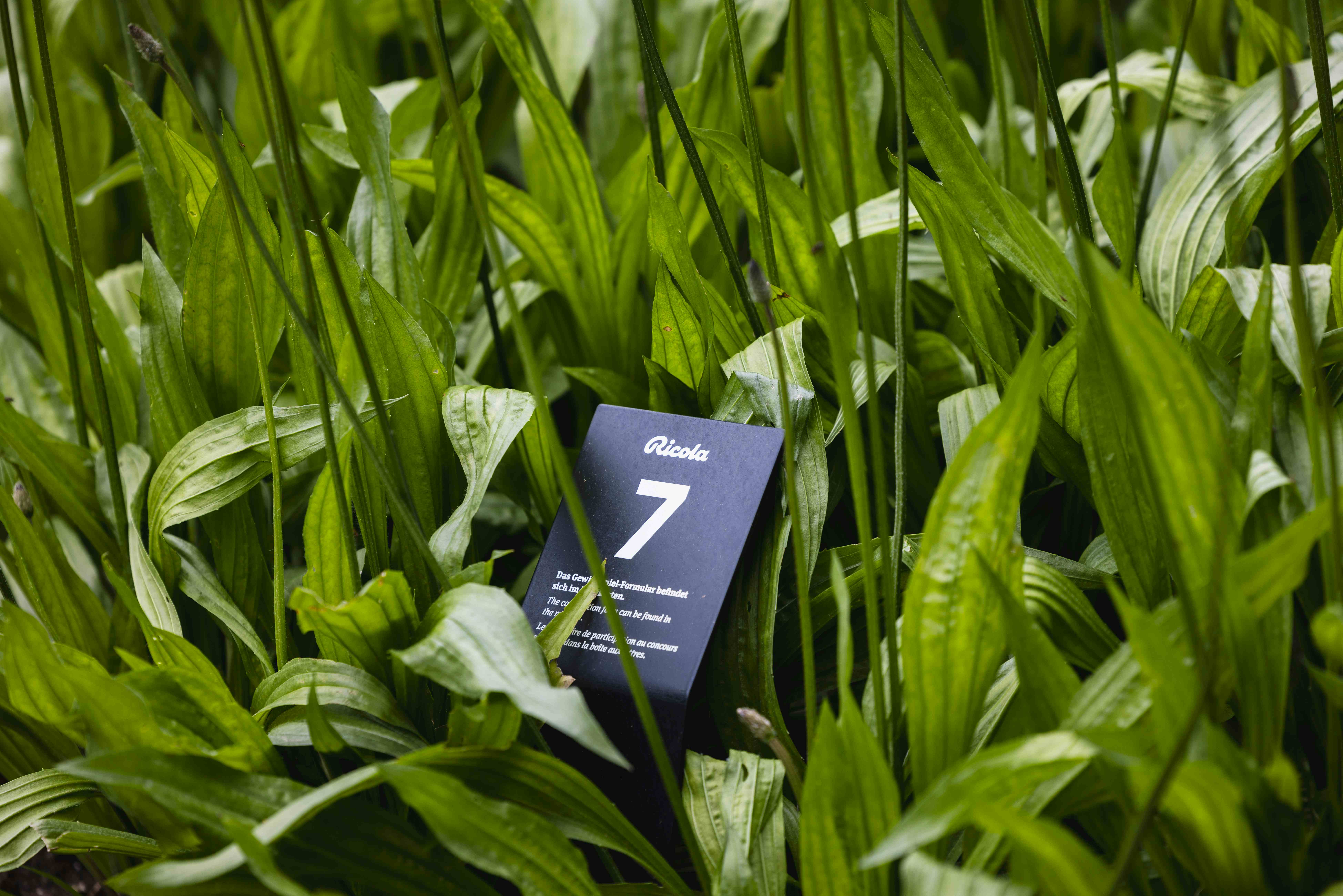 Kräutergarten Zermatt