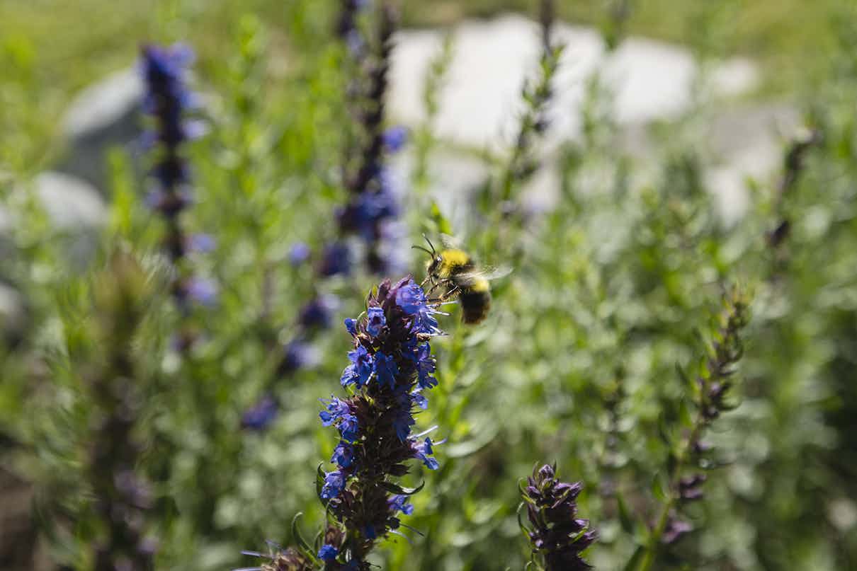 Kräutergarten Pontresina