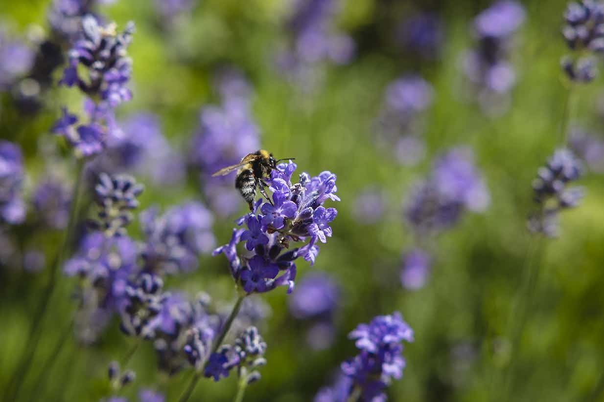 Herb Garden Kandersteg