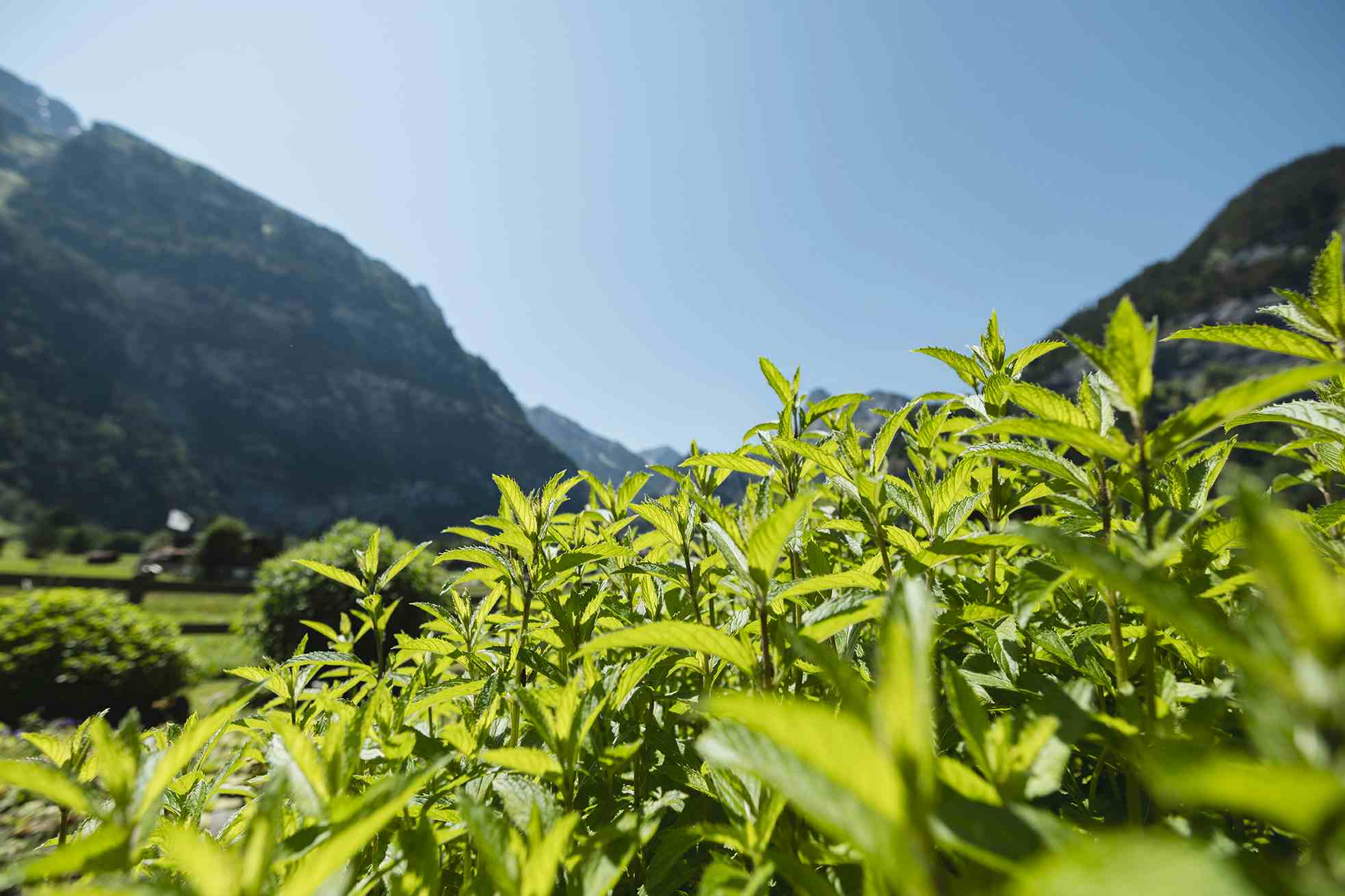 Ricola Kräutergarten Kandersteg