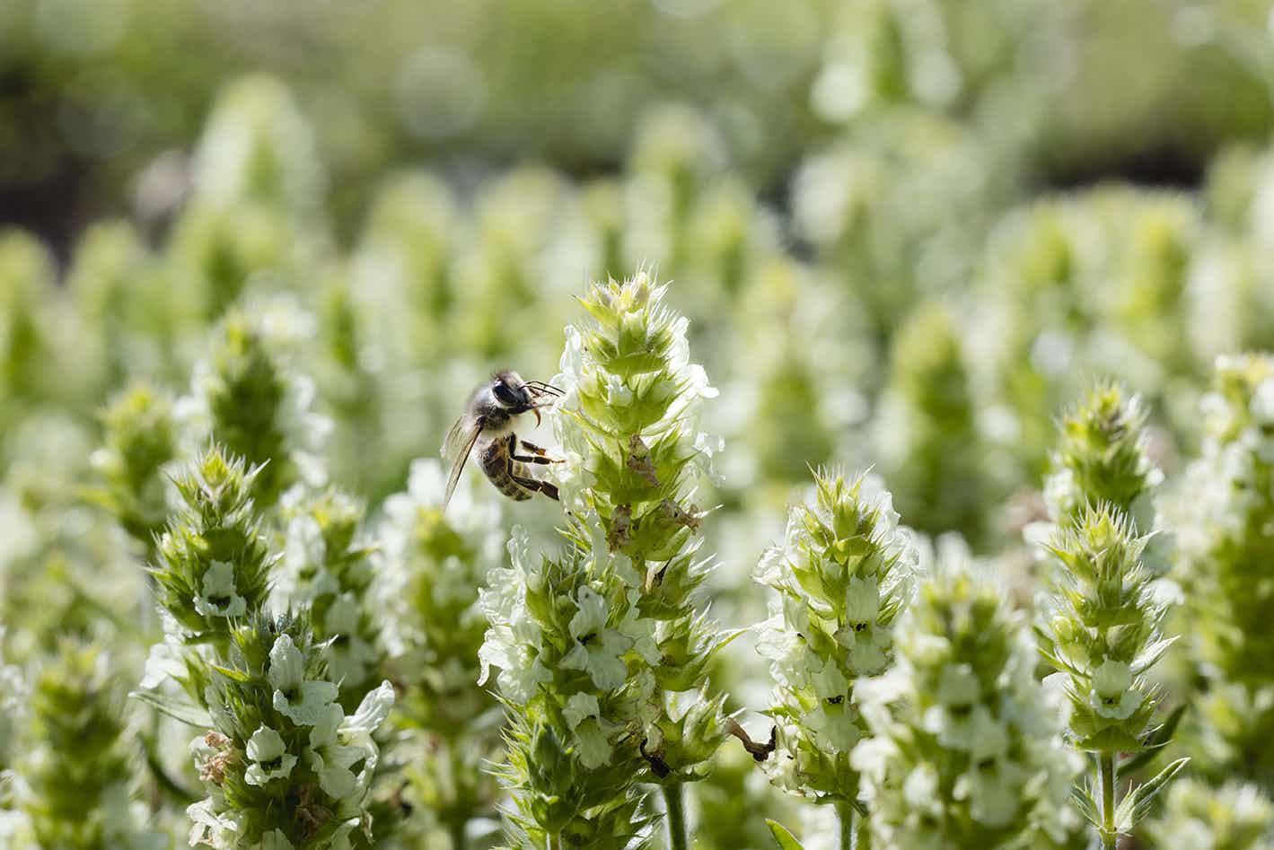 Kräutergarten Nenzlingen