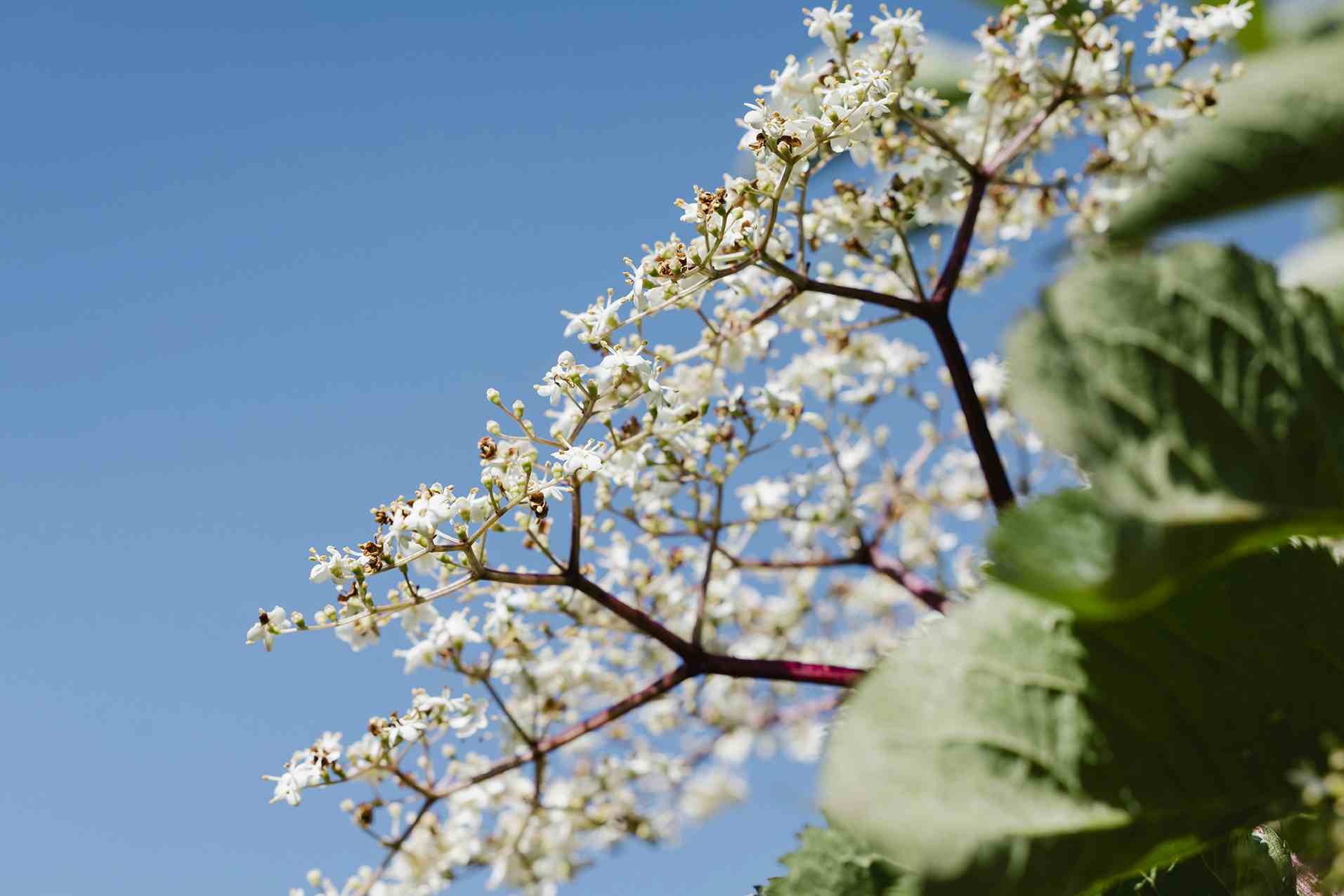 Kräutergarten Nenzlingen