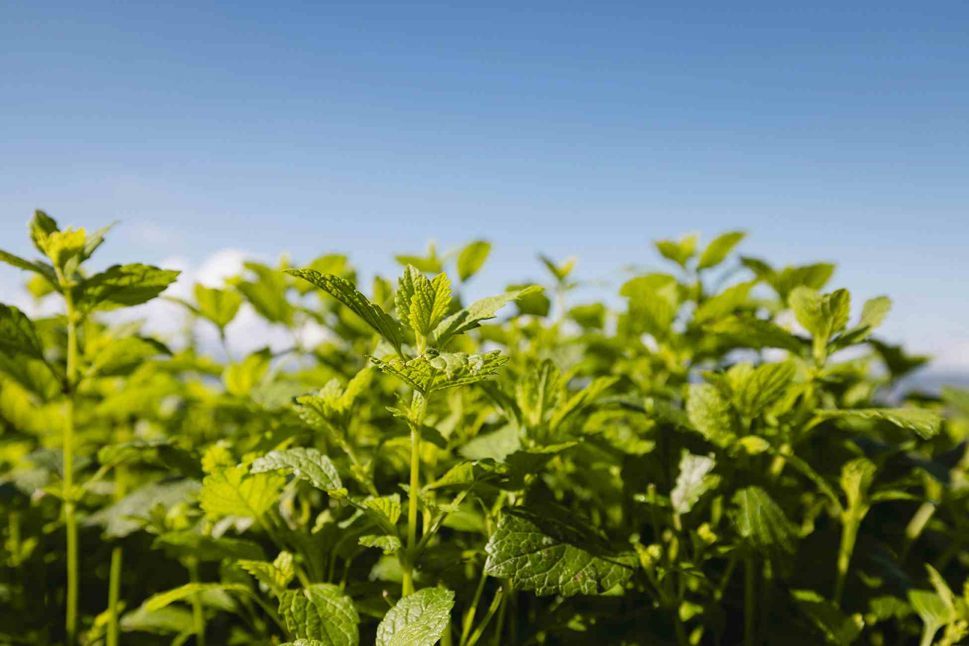 Kräutergarten Nenzlingen