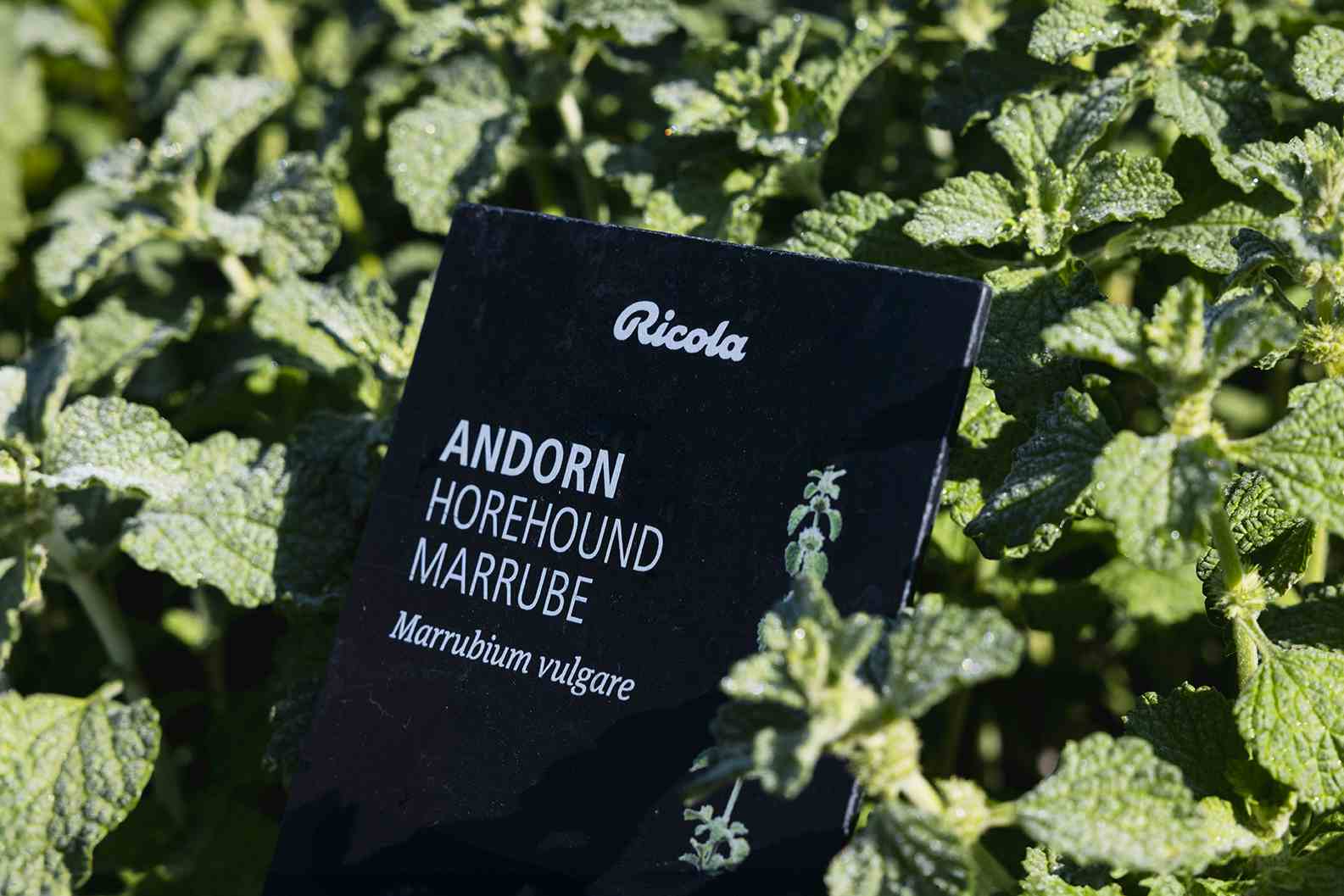 Kräutergarten Nenzlingen