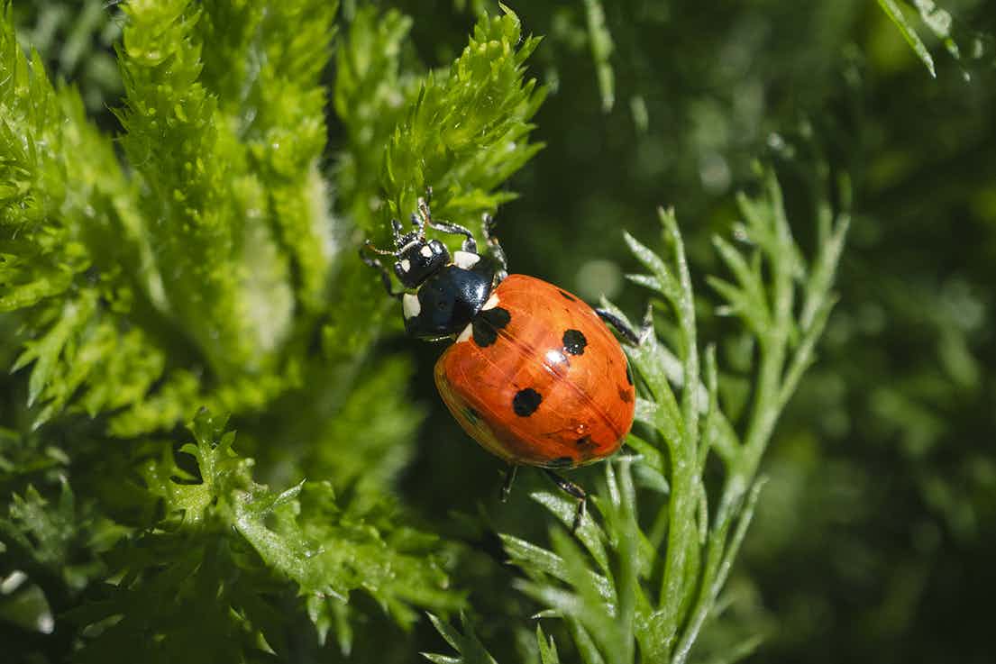Herb Garden Nenzlingen