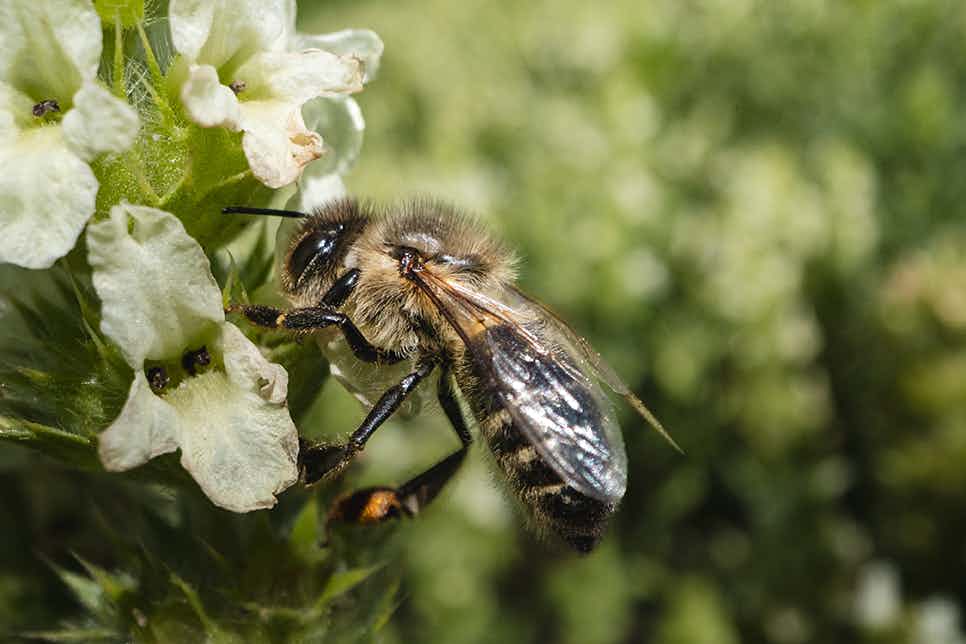 Kräutergarten Nenzlingen